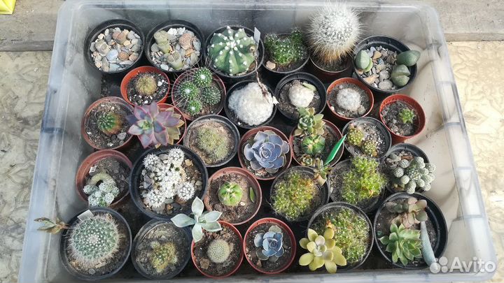 Кактусы и не только