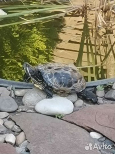 Черепаха