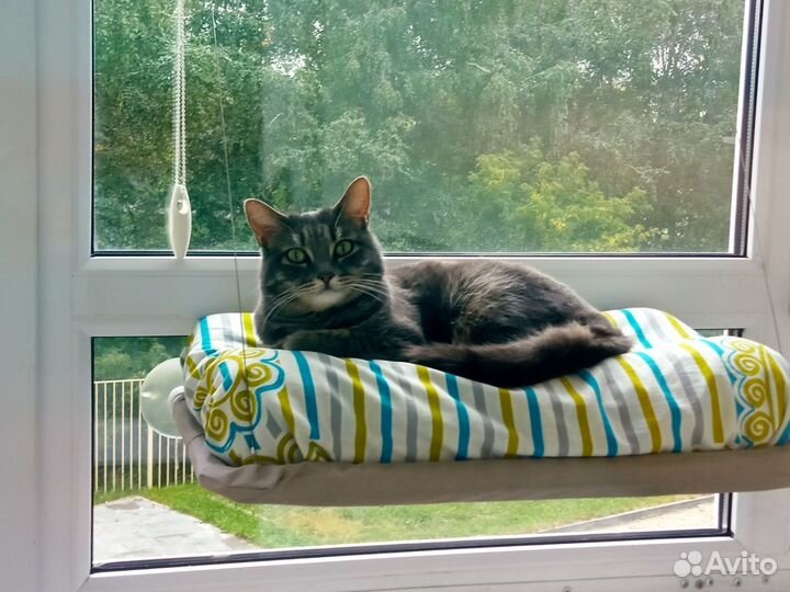 Кошка Алиса