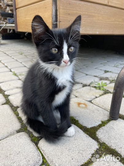 Отдам котенка в добрые руки