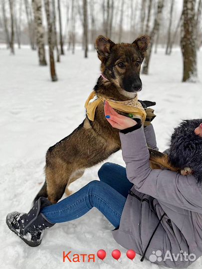 Щенок в добрые руки