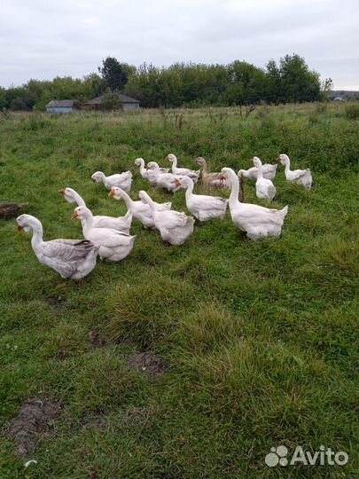 Холмогорские гуси
