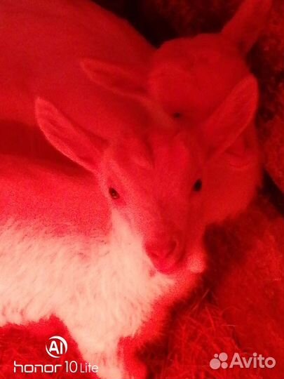 Козлята 3 месяца