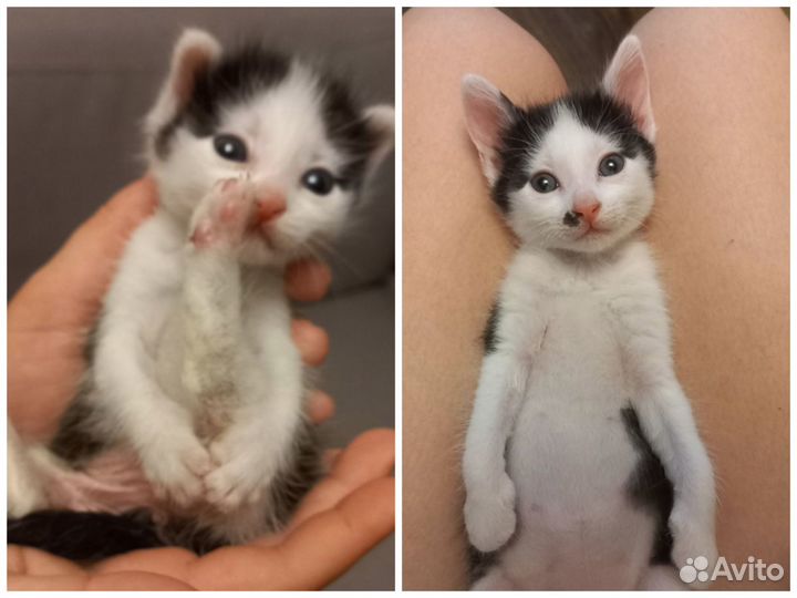 Счастье в дом