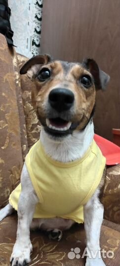 Щенки джек рассел терьер мини