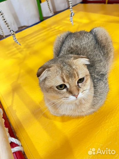 Шотландская