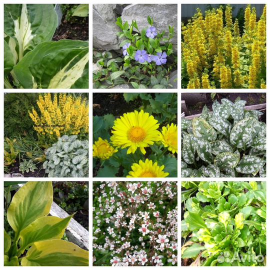 Клумба N 13, Вербейник на клумбе