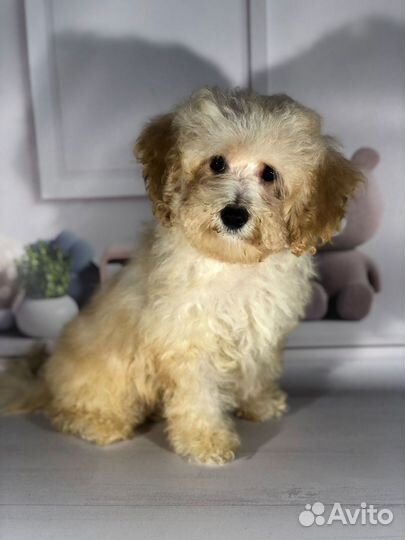 Мальчишка-мальтипушка