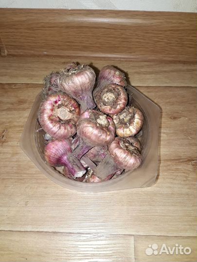 Гладиолусы луковицы