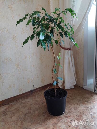 Фикус бенджамина