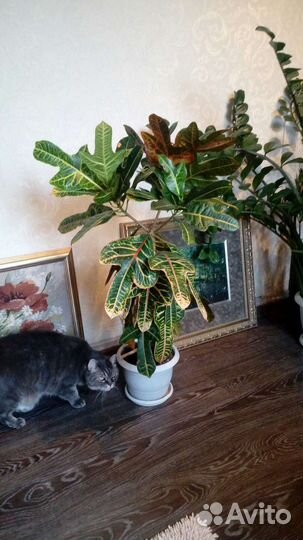 Кодиеум кротон