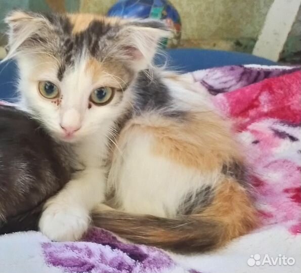 Трехцветное счастье в дар