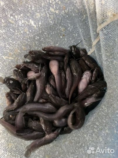 Африканский сом