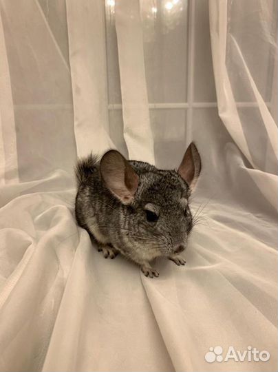 Продам шиншилл