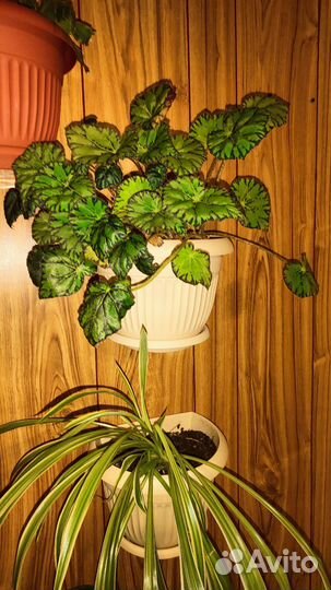 Домашние растения. Цветы