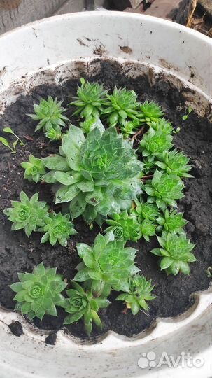 Молодило каменная роза (род суккулент)