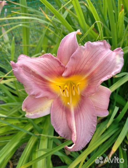 Лилейники и лилии