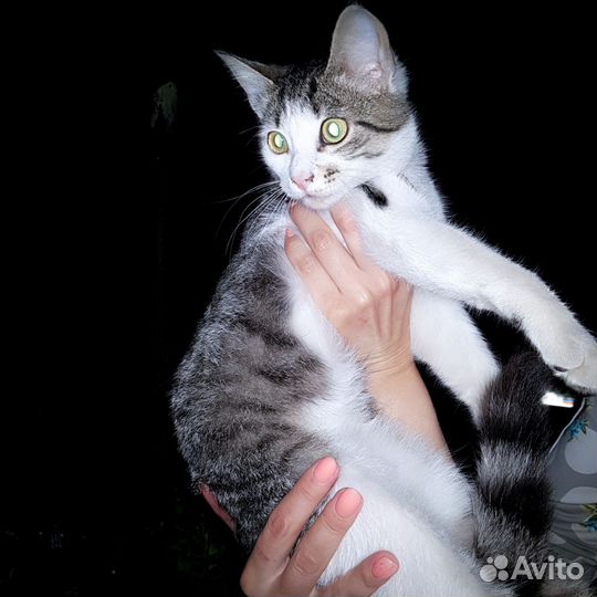 Котёнок, живущий в машинах