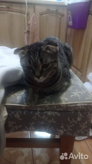 Котик вислоухий