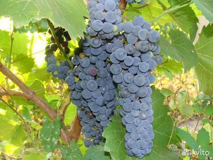 Виноград Амурский