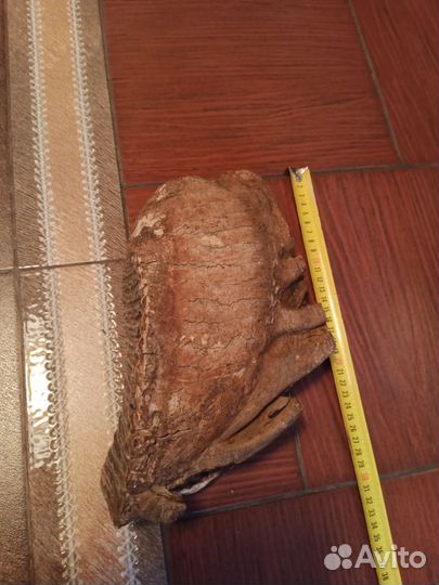 Зуб мамонта