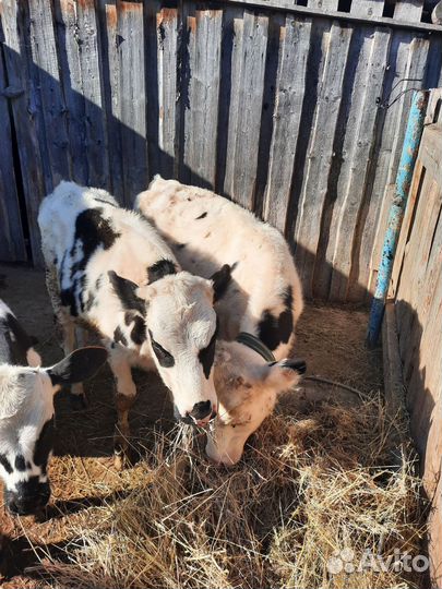 Телочки, бычки, овцы и бараны