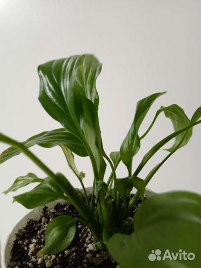 Спатифиллум