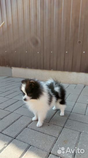 Померанские шпицы