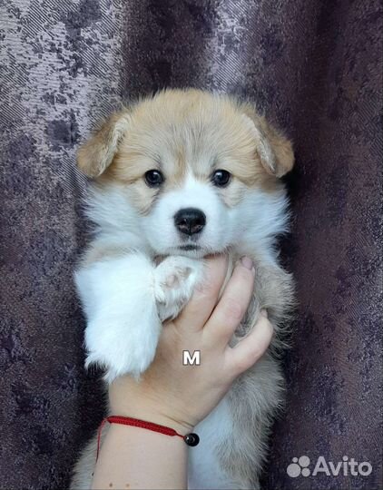 Вельш-корги пемброк