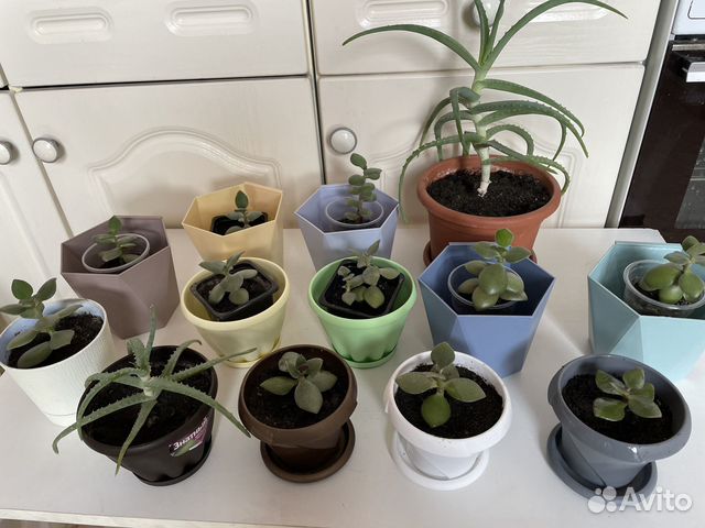 Денежное дерево толстянка/ алоэ