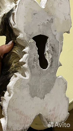 Собака капилка