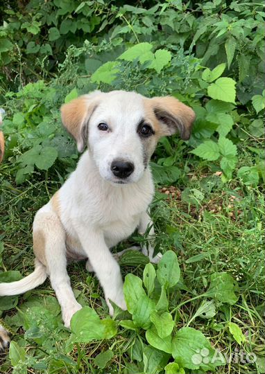 Щеночек, прекрасная девочка в поиске дома