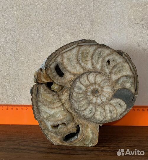 Аммонит. Окаменелости