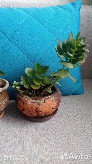 Каланхоэ цветущий