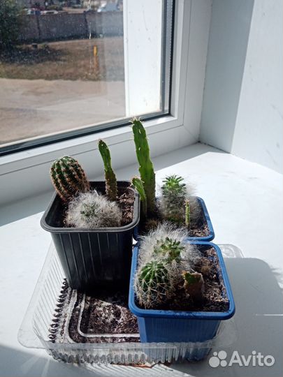Кактусы разные