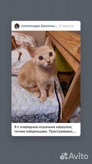 Кошка в дар бесплатно