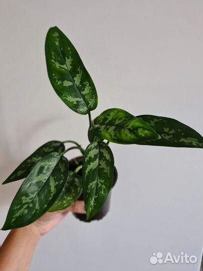 Аглаонема Мария