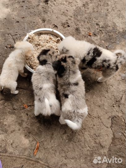 Щеночки в добрые руки