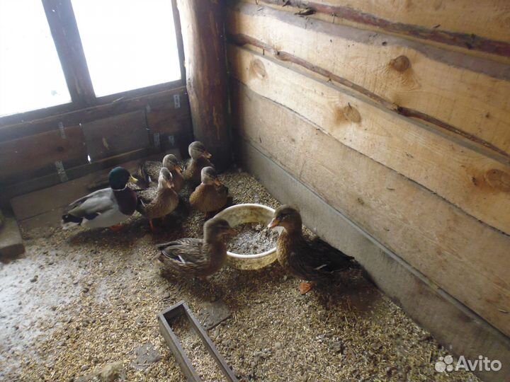 Подсадные утки