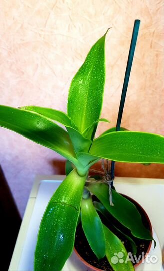 Золотой ус, лечебный цветок+удобрение для цветов