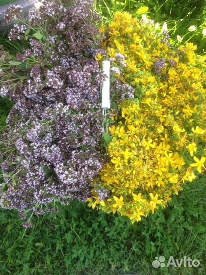 Душица, зверобой