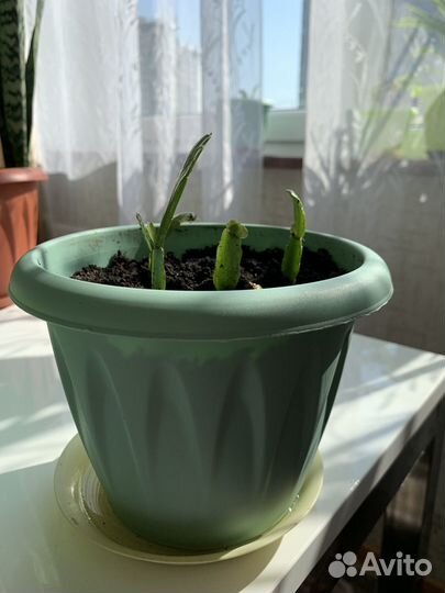 Цветок декабрист