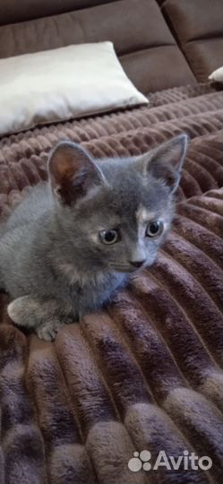 Котенок девочка в добрые руки