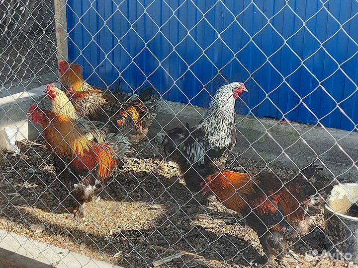 Петух брама