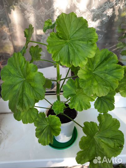 Пеларгония розебудная Австралийская Пинк Розебуд