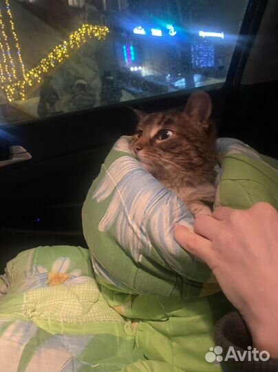 Кошка 1,5 года