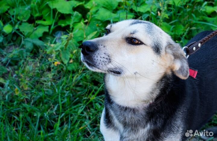 Очень нужен дом