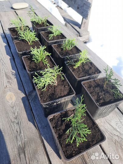 Туя смарагд, саженцы в горшке