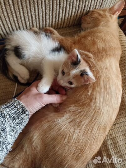 Отдам котенка