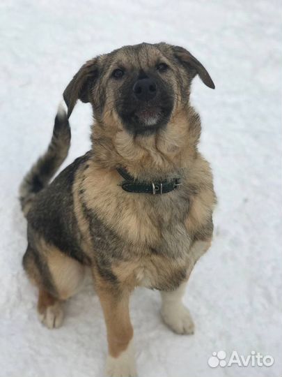 Чизкейк щенок мальчик